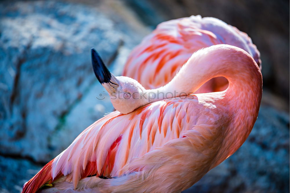 Similar – flamingo Animal