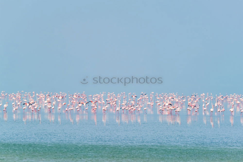 Similar – flamingos Lake Lake Nakuru