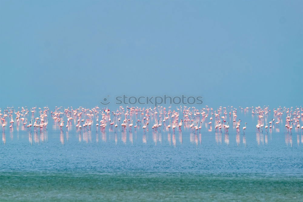 flamingos Lake Lake Nakuru