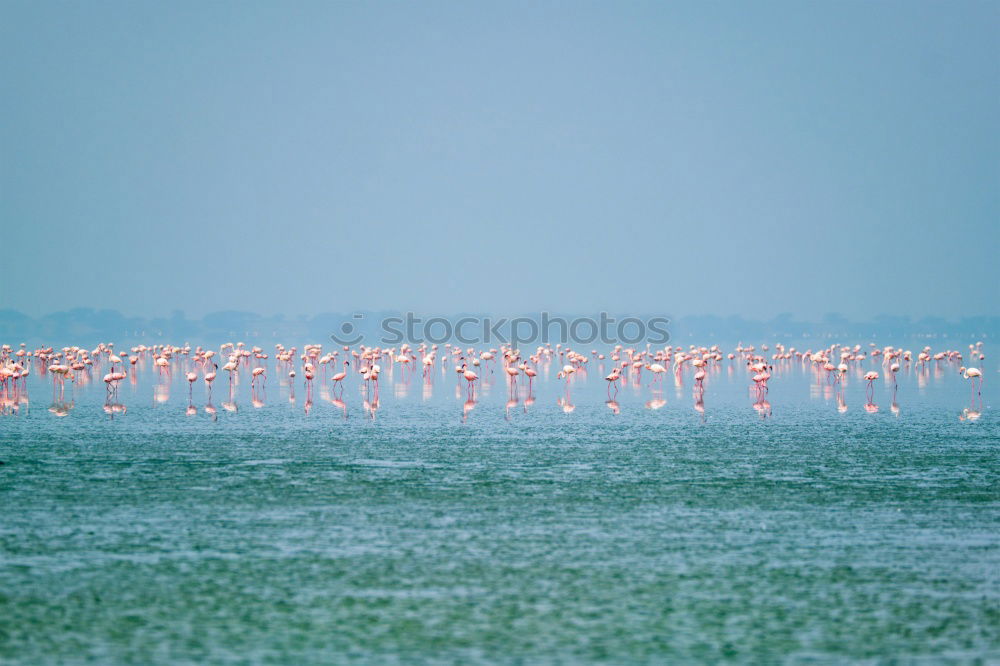 Similar – Image, Stock Photo greater flamingos Animal