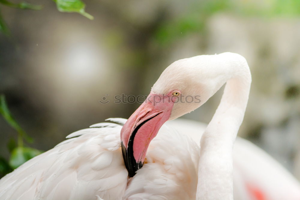 Similar – Image, Stock Photo great pelican preening