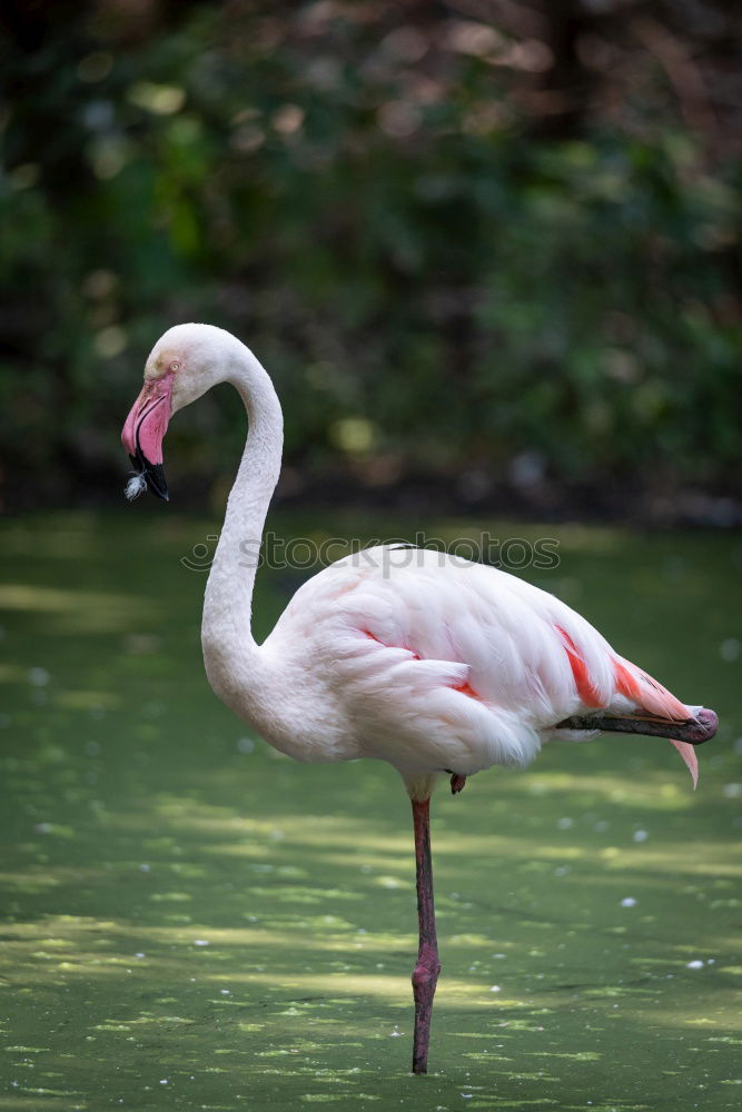 Similar – Foto Bild Im Gleichschritt, Vier Fränkische Weihnachtsgänse im Gleichschritt auf einer Wiese.