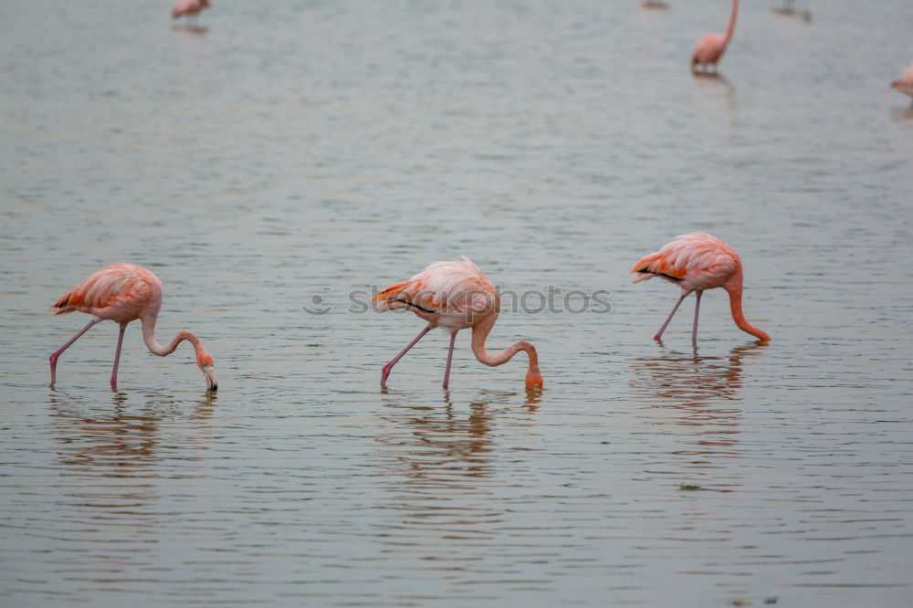 Water Ballet Colour photo