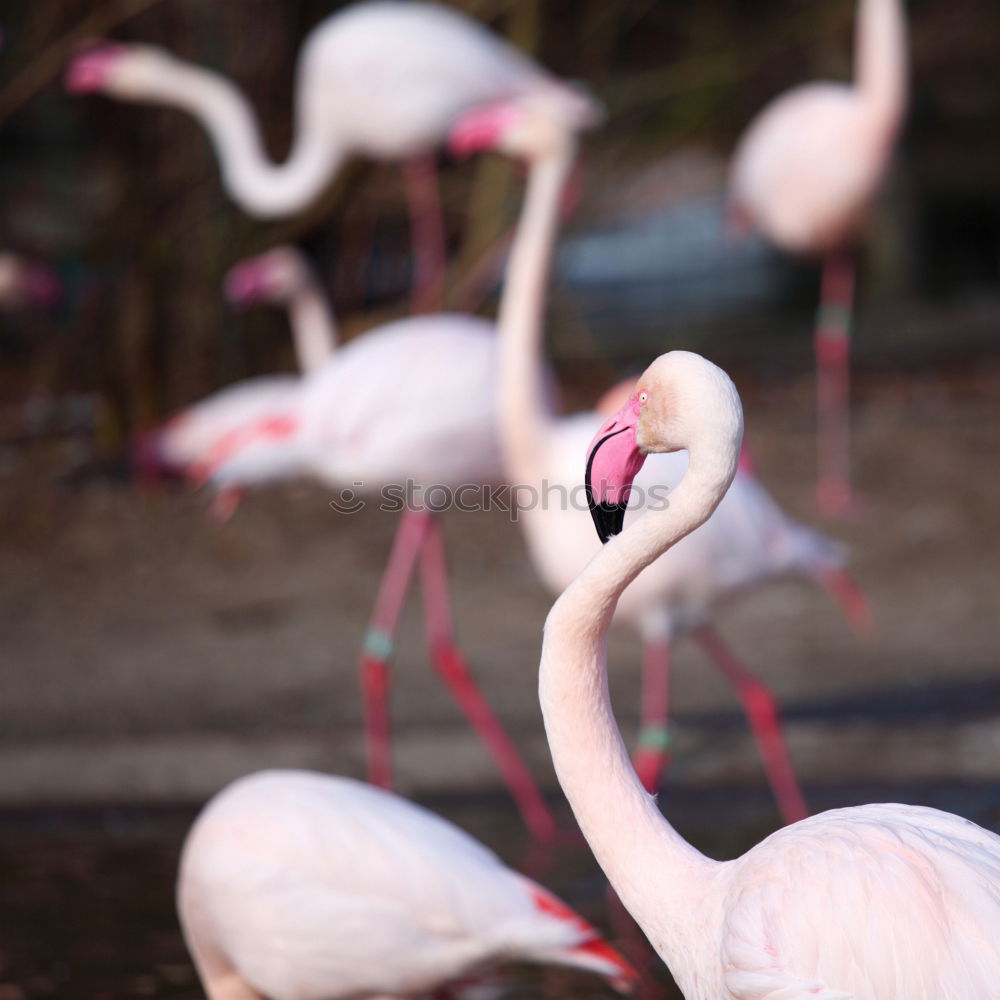 Flamingo sleeps Nature