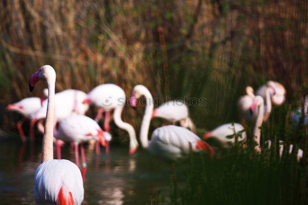 Similar – Flamingo im Zoo Flugtier