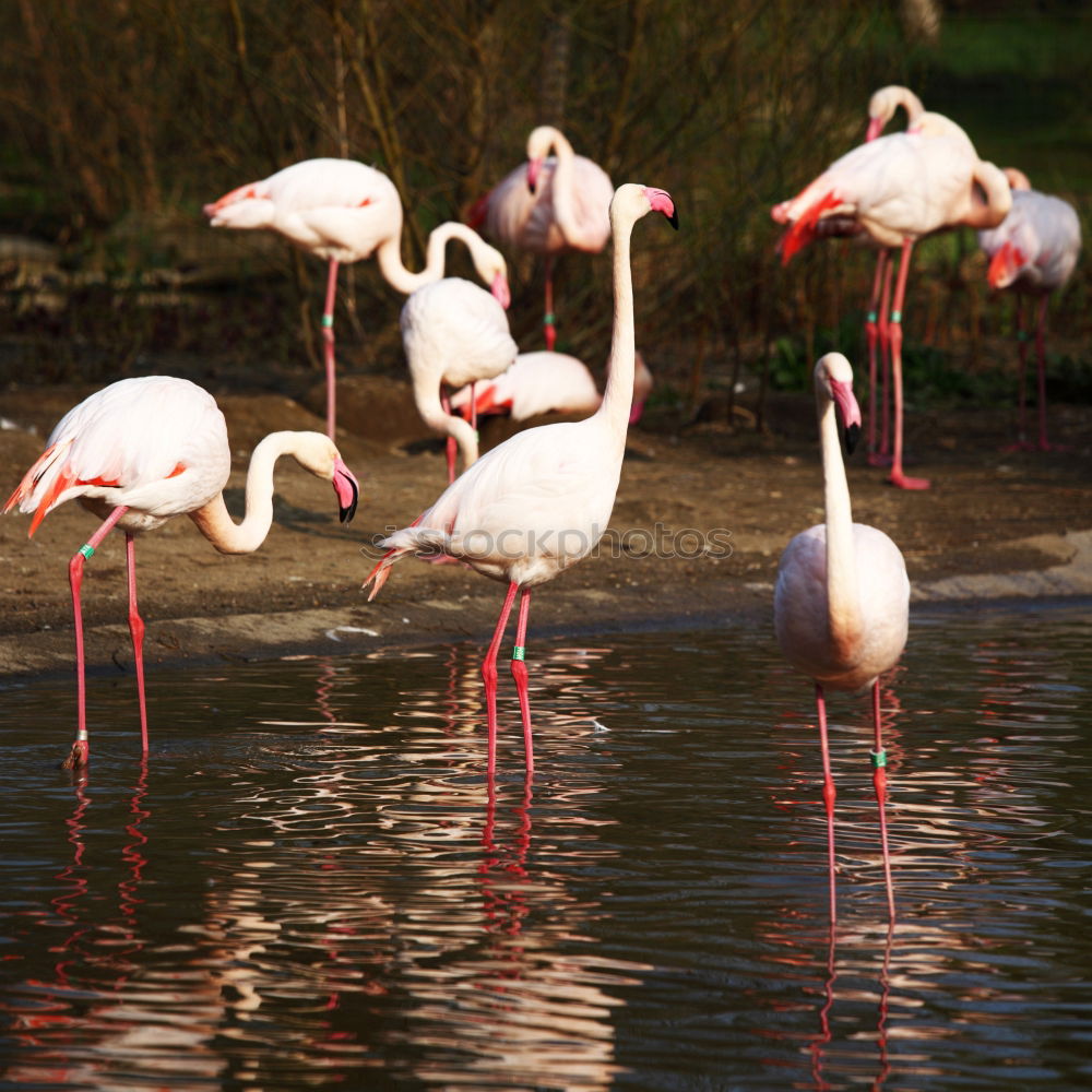 Similar – Flamingo im Zoo Flugtier