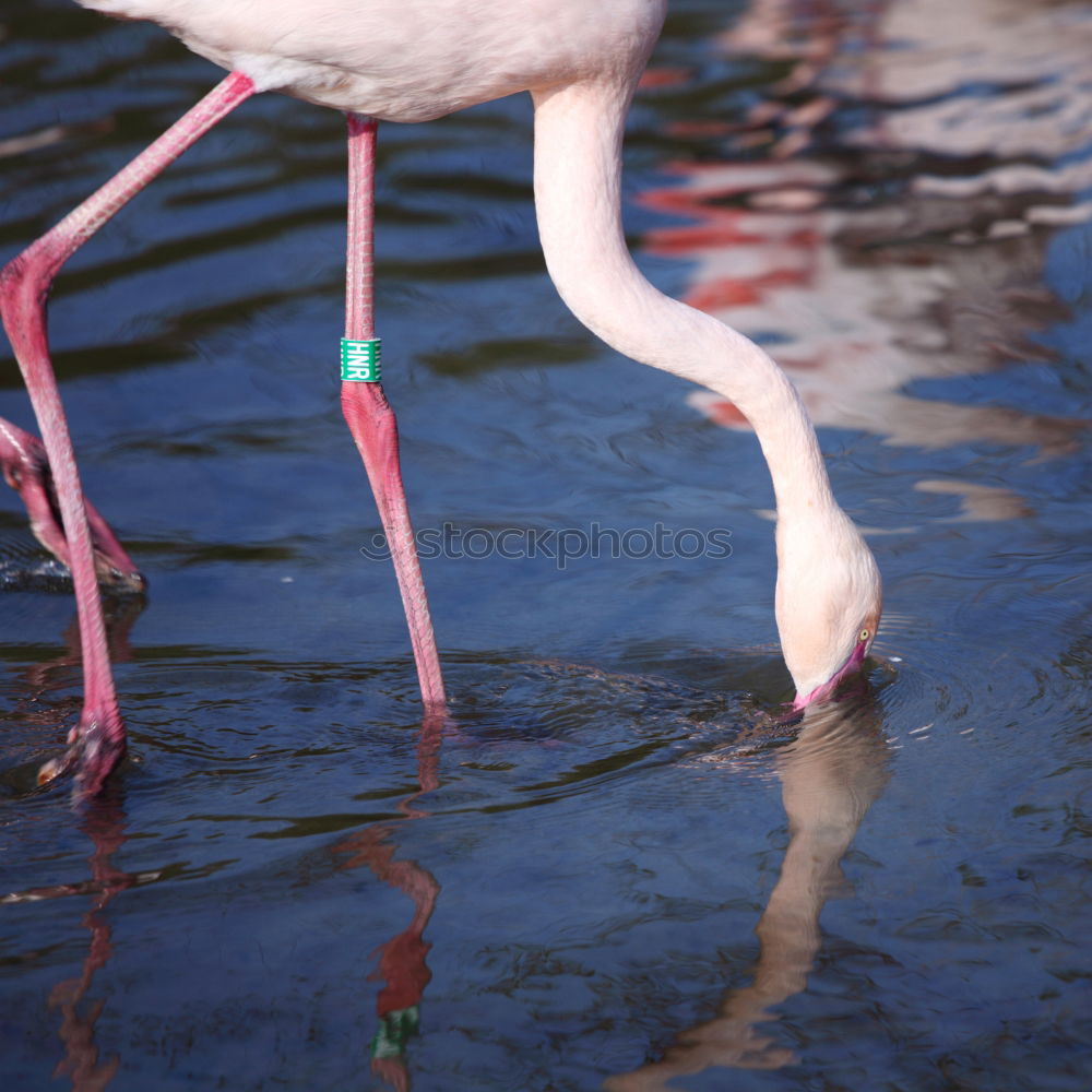 Similar – Image, Stock Photo red Sichler Glossy Ibis