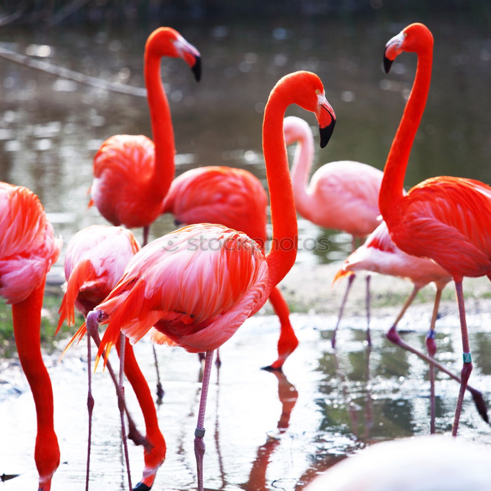 Similar – greater flamingos Animal