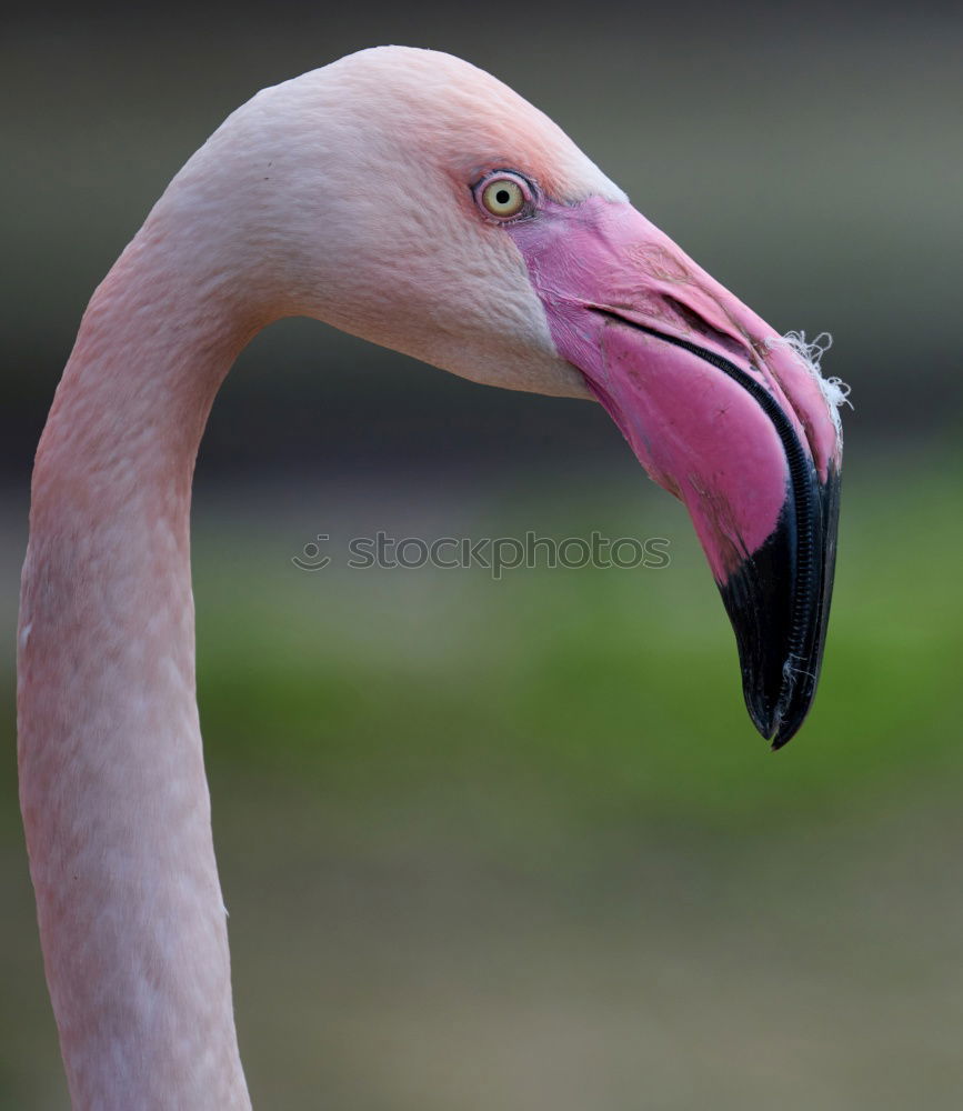 Similar – Image, Stock Photo Pelican against blue neutral background