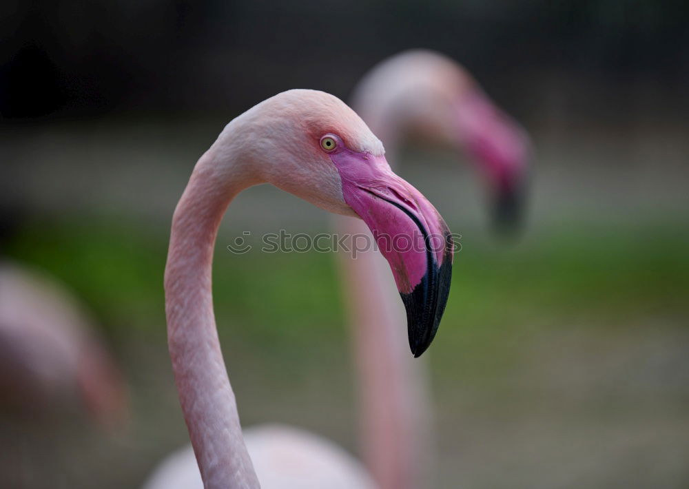 Similar – Chilean Flamingos Animal