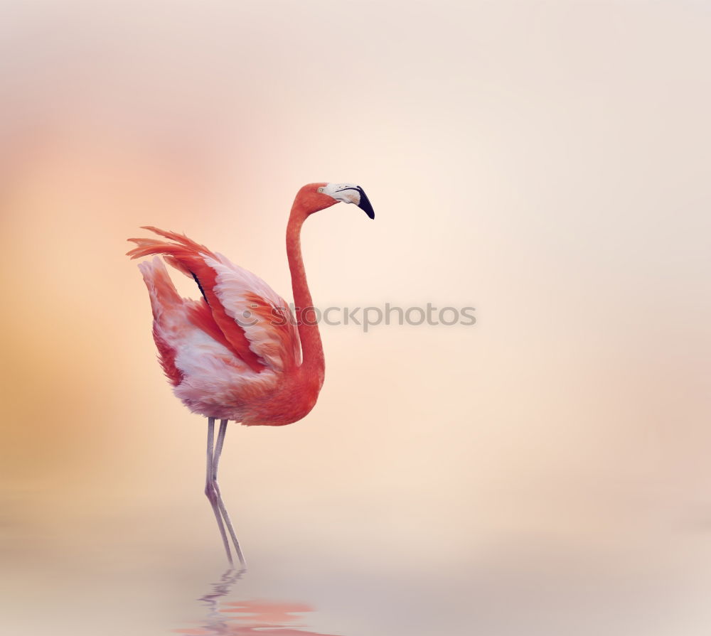 Similar – flamingos Flamingo France