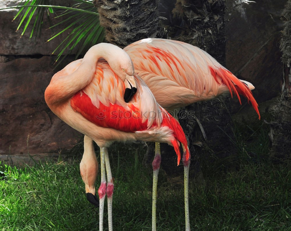 Similar – Flamingo sleeps Nature