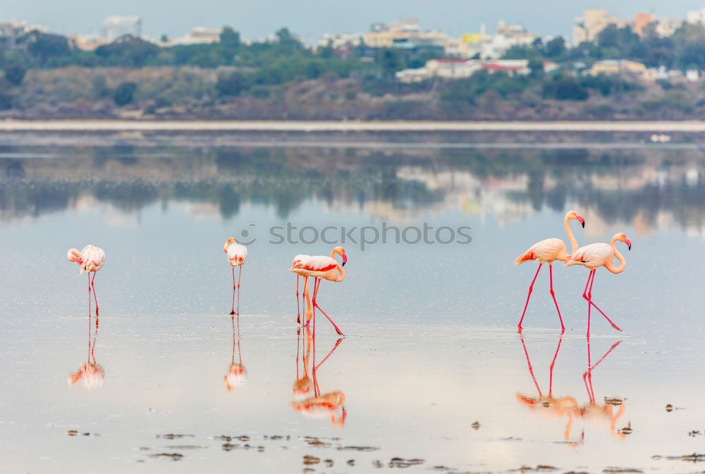 Similar – Image, Stock Photo flamingo march