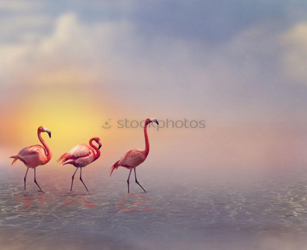 Similar – Image, Stock Photo 2 flamingos striding along the shore of a lake