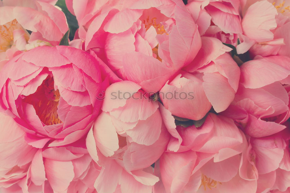 Similar – Pastel pink flowers background