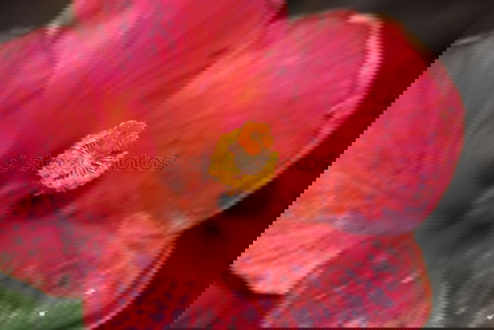 Similar – Foto Bild Red flower Natur