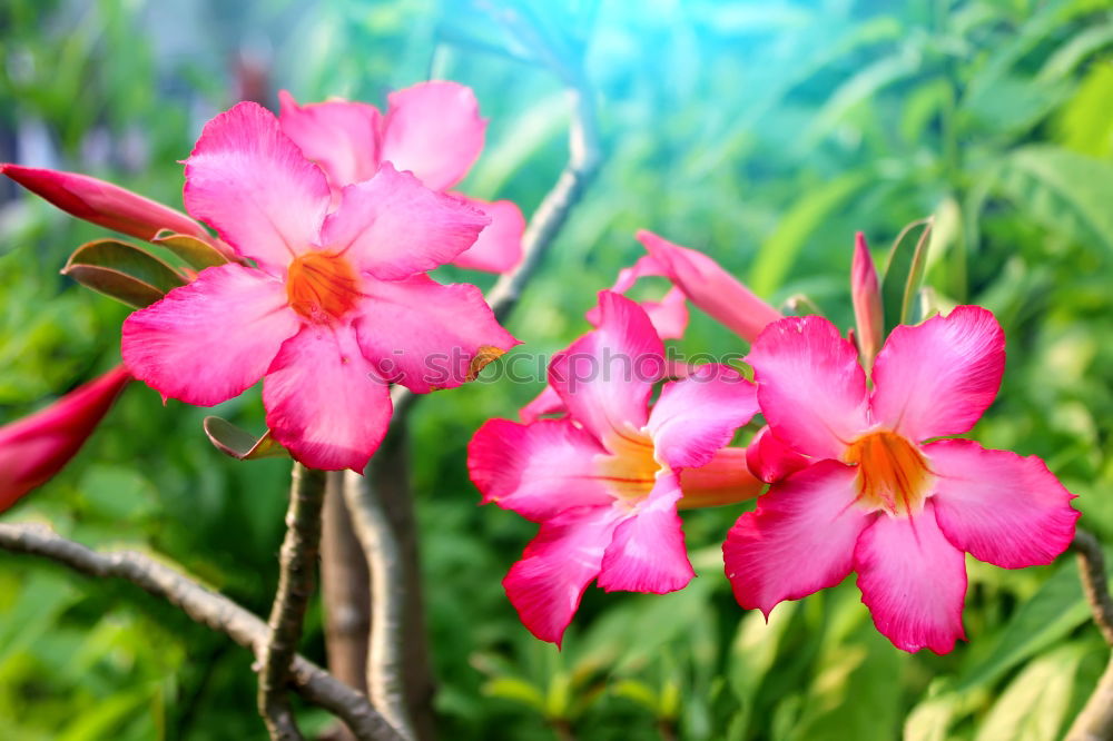 Similar – Foto Bild tränendens herz Blüte