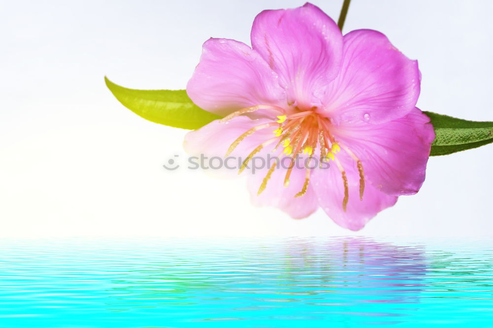 Similar – Image, Stock Photo flower preference Nature