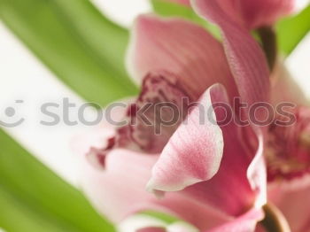 Similar – Flowers Bouquet Of Spring Wet Tulips On Table