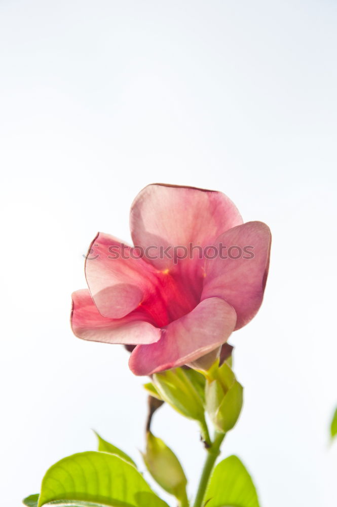 Similar – Foto Bild Aufblühende Rosa Cosmea