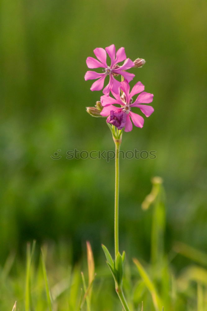Similar – Foto Bild Farbtupfer Pflanze Sommer