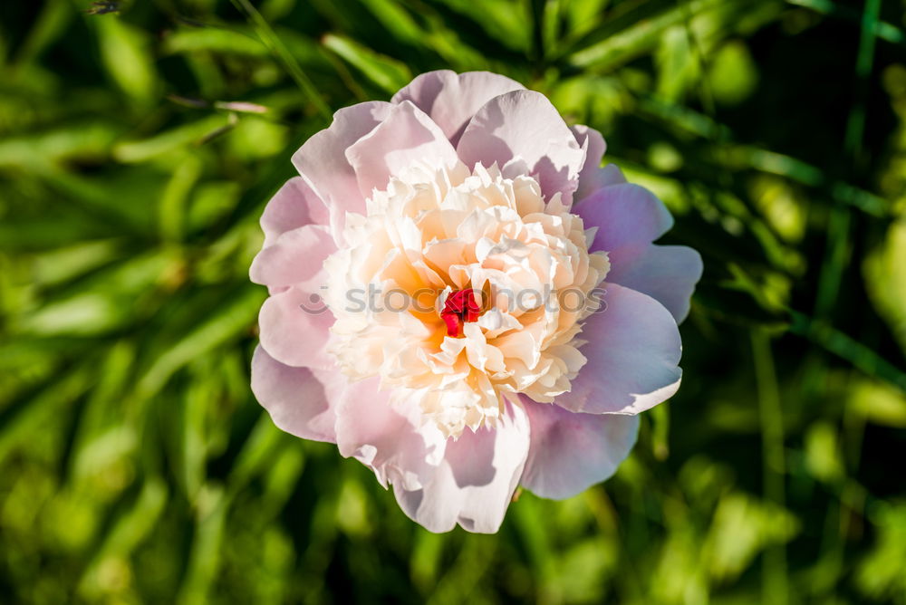 Similar – plant in the morning light at the mountain