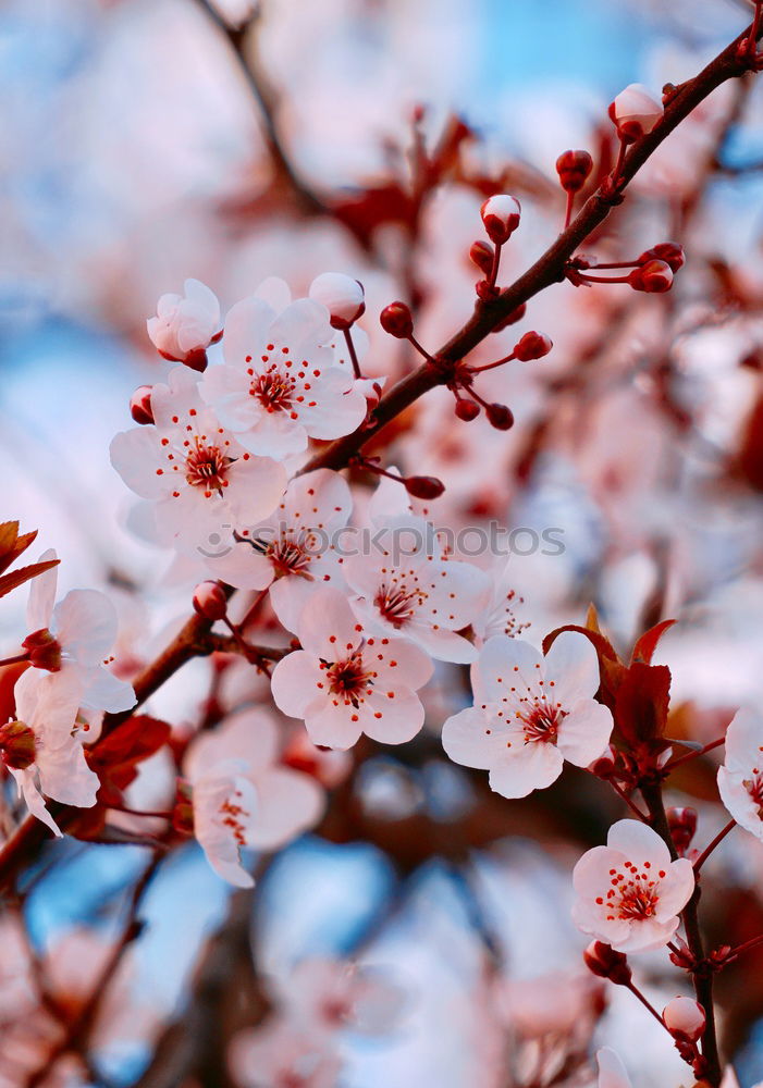 Similar – Image, Stock Photo pink flower plant in springtime