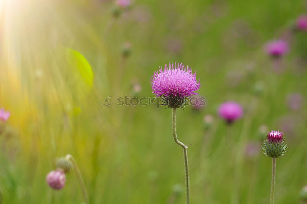 Foto Bild blühende Wiesenblumen im Juli