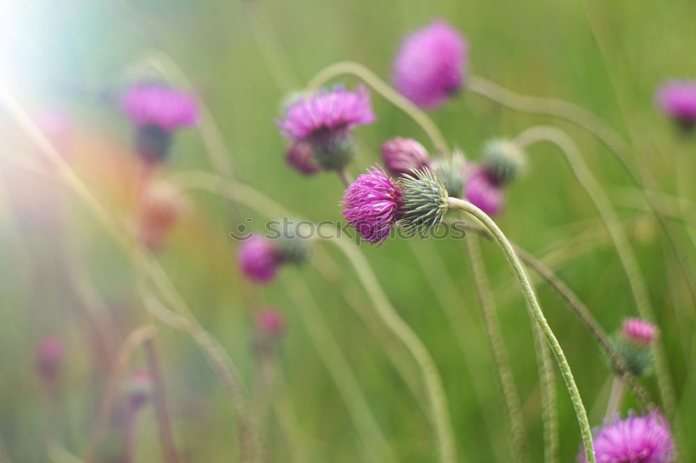 Image, Stock Photo Orange butterfly posed on mauve flowers