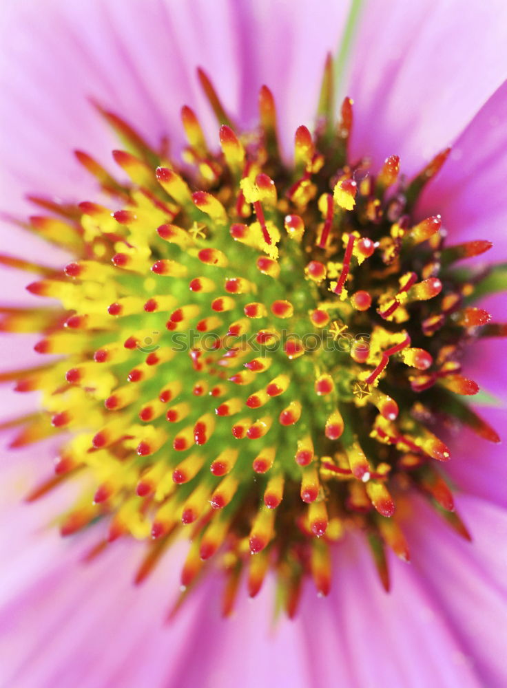 Similar – pollen Flower Pollen Pink