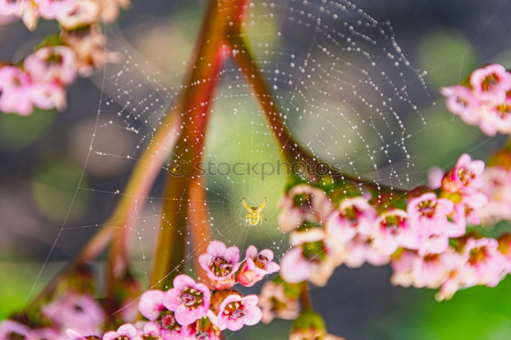 Similar – Image, Stock Photo Pigeon tail; macroglossum; stellatarum;