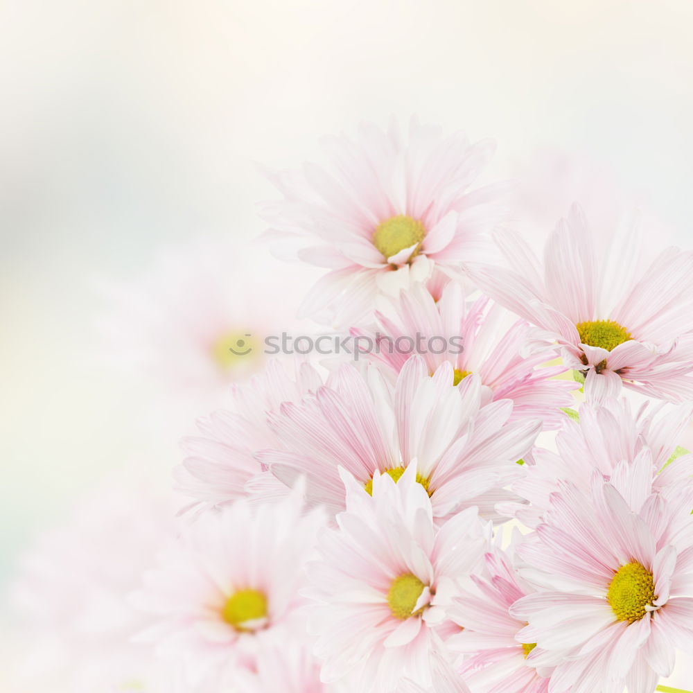 Similar – Image, Stock Photo before autumn Nature Plant