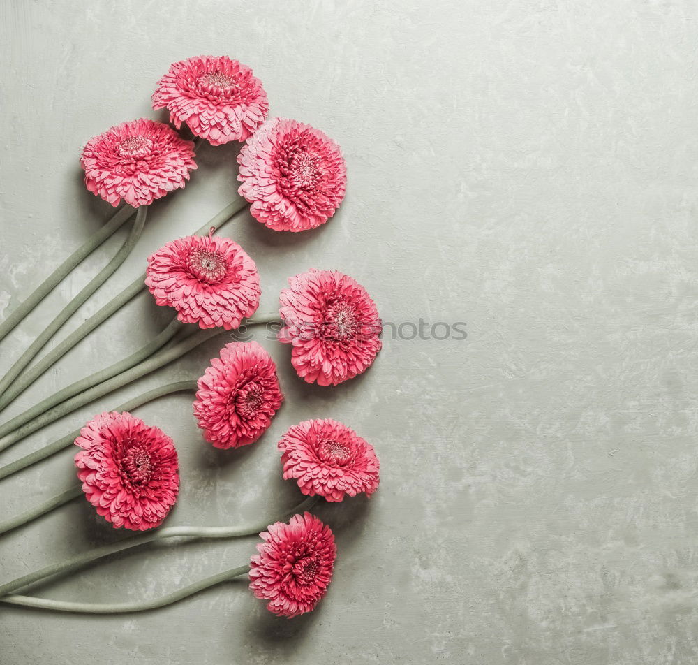 Similar – Beautiful flowers on grey