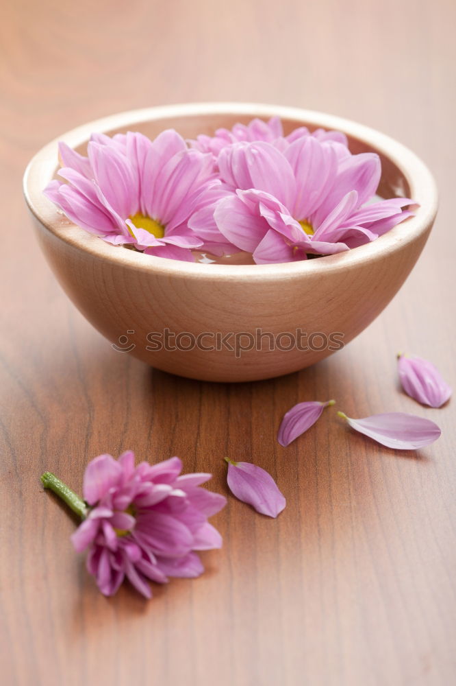 Similar – Image, Stock Photo Honey spoon on honeycomb with fresh flowers