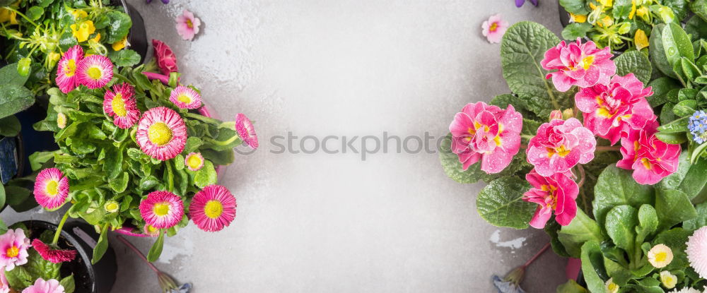 Similar – Garden tools and gloves with coloured pot flowers