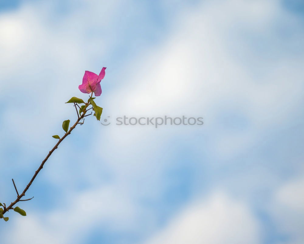 Similar – Foto Bild a rosa Rose Natur Pflanze