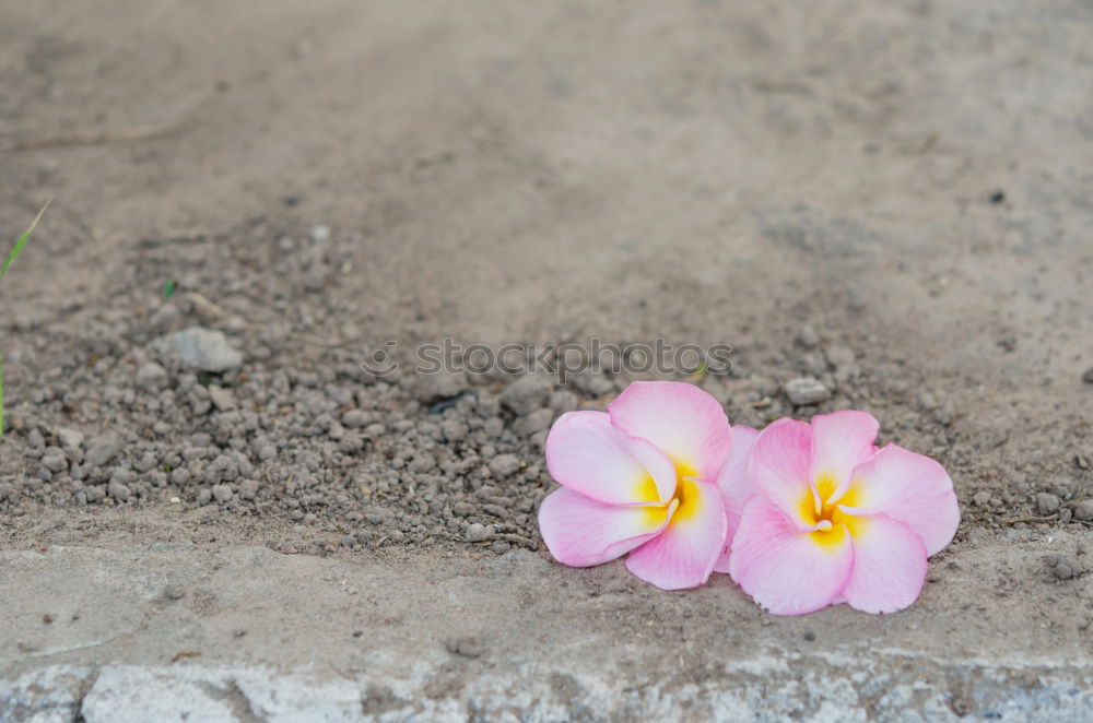 Similar – Verblüht Garten Umwelt