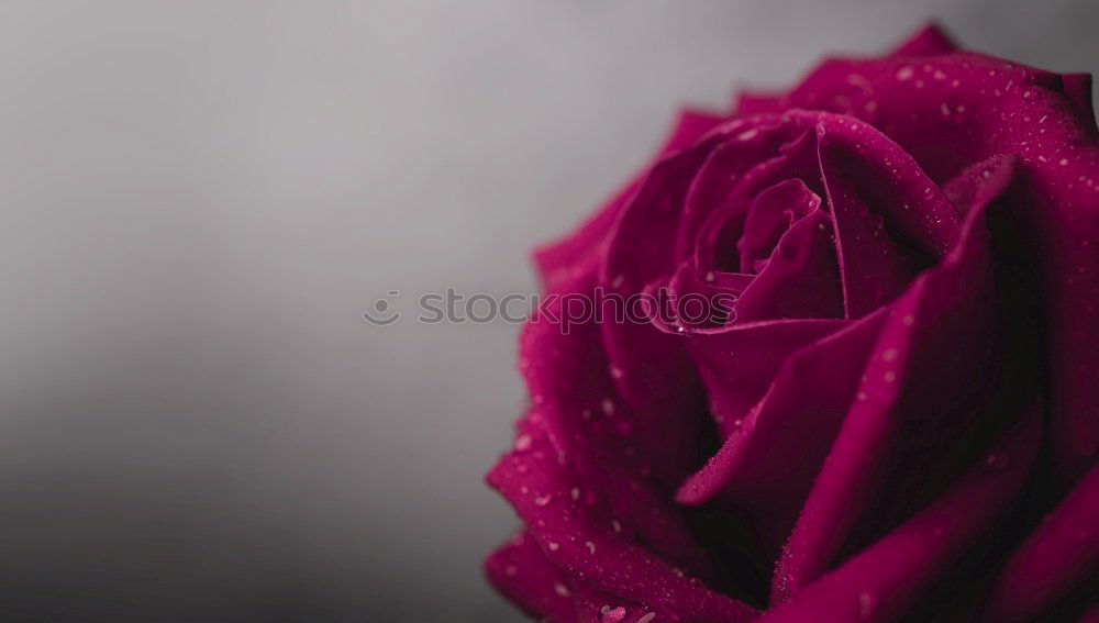 Flowers in vase on coffee table