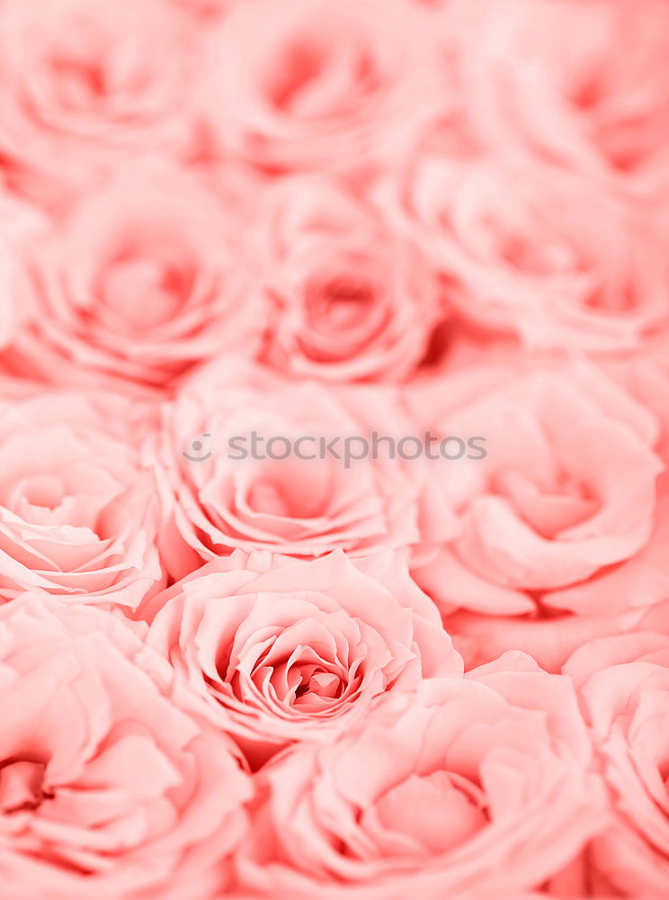 Similar – Image, Stock Photo Sweet color of pink rose , Romance color natural floral background