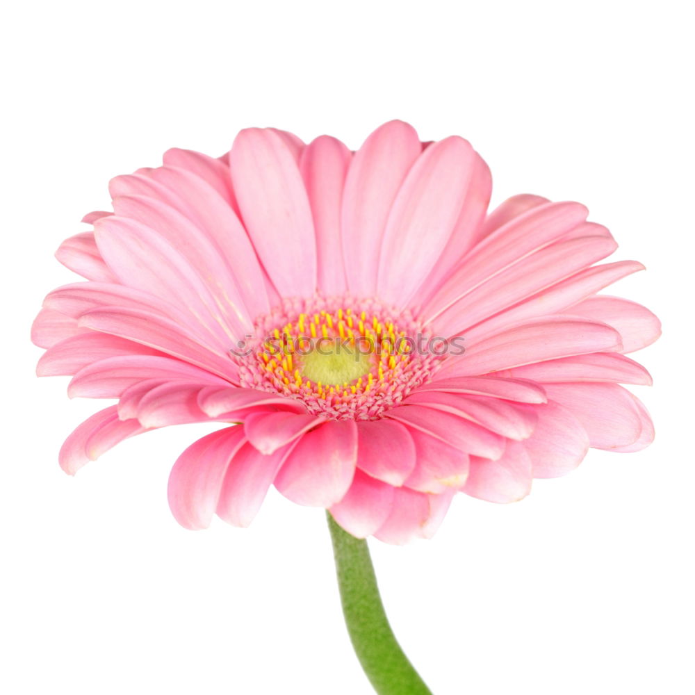 Similar – magenta flower II Blume