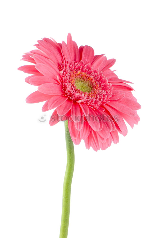 Similar – magenta flower II Blume