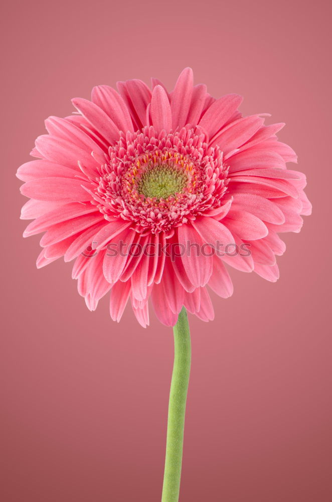 Similar – Image, Stock Photo flower power pink flower