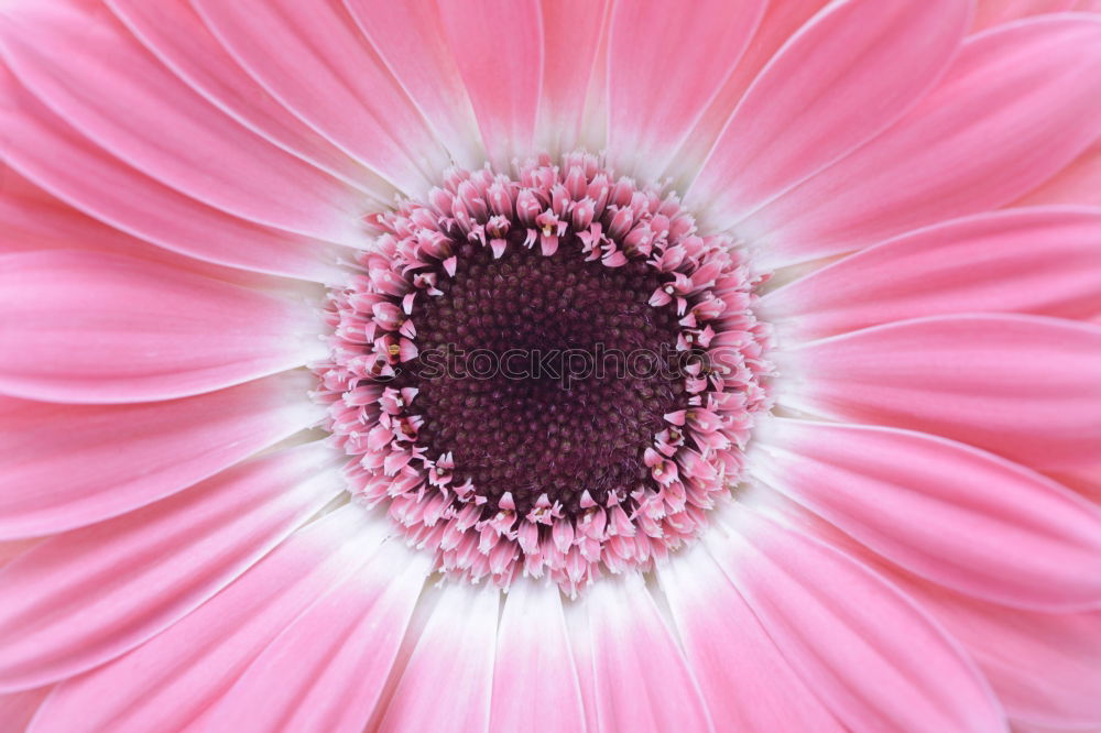 Similar – Rosa Blüte Frühling rosa