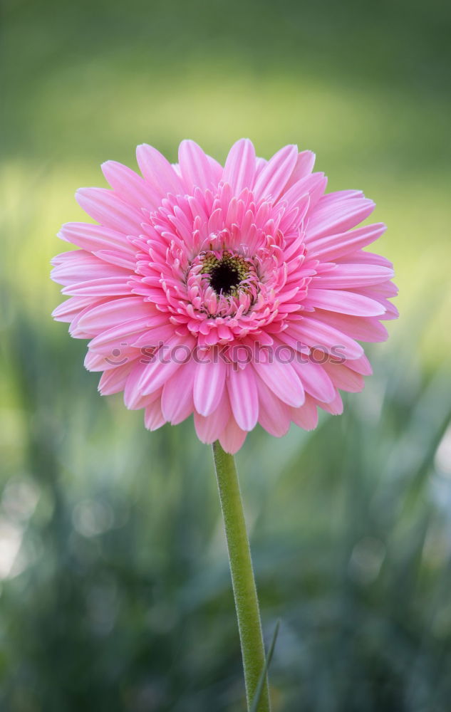 Similar – Astern Sommer Garten Natur