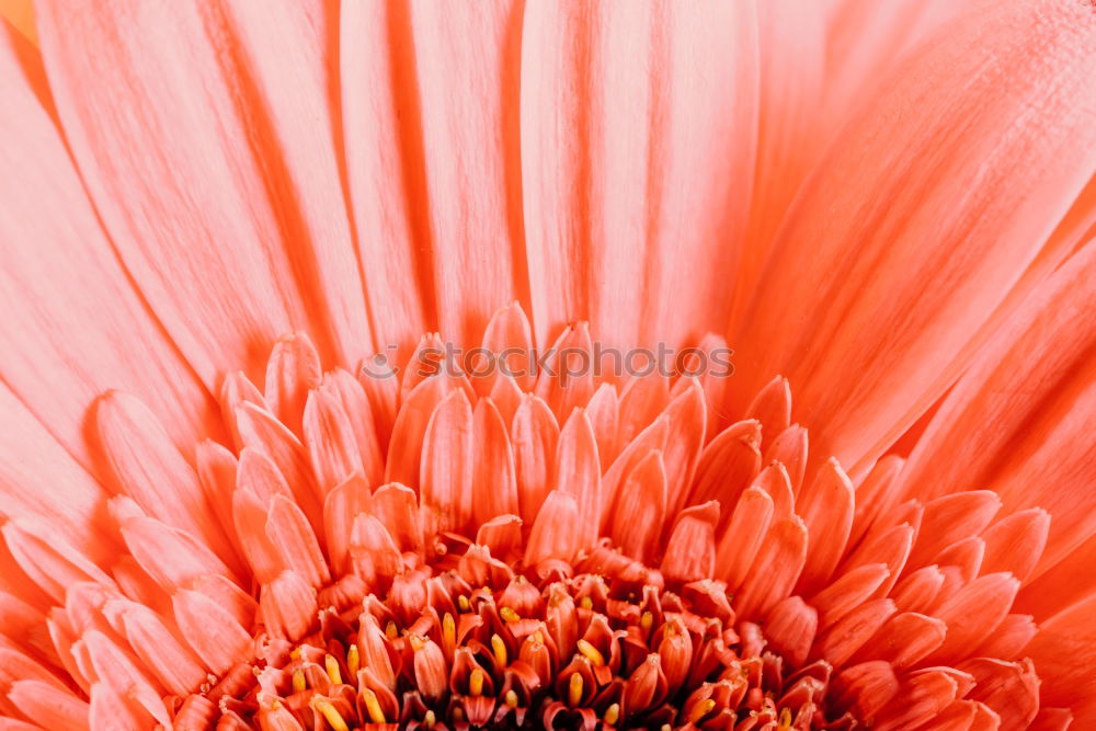 Detail einer Gerbera Blume