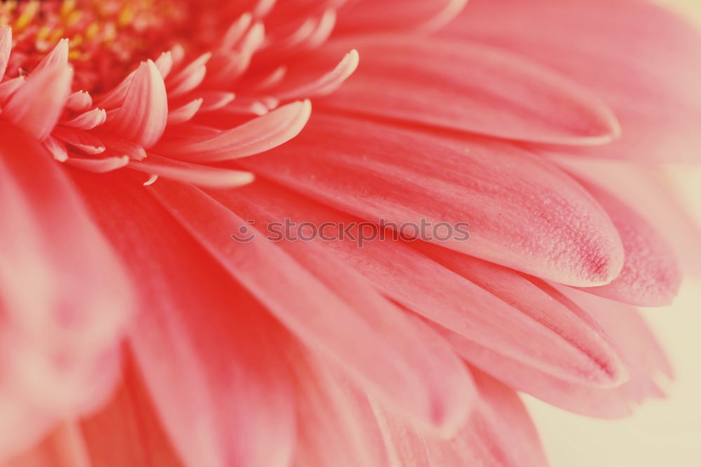 Image, Stock Photo Floral structure Lifestyle