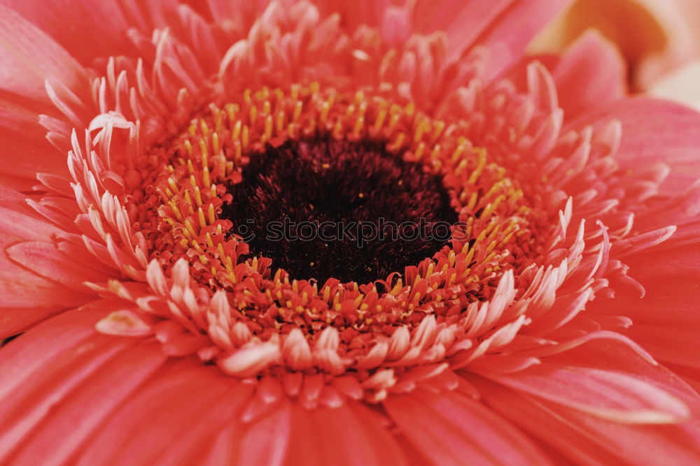 Similar – Detail einer Gerbera Blume