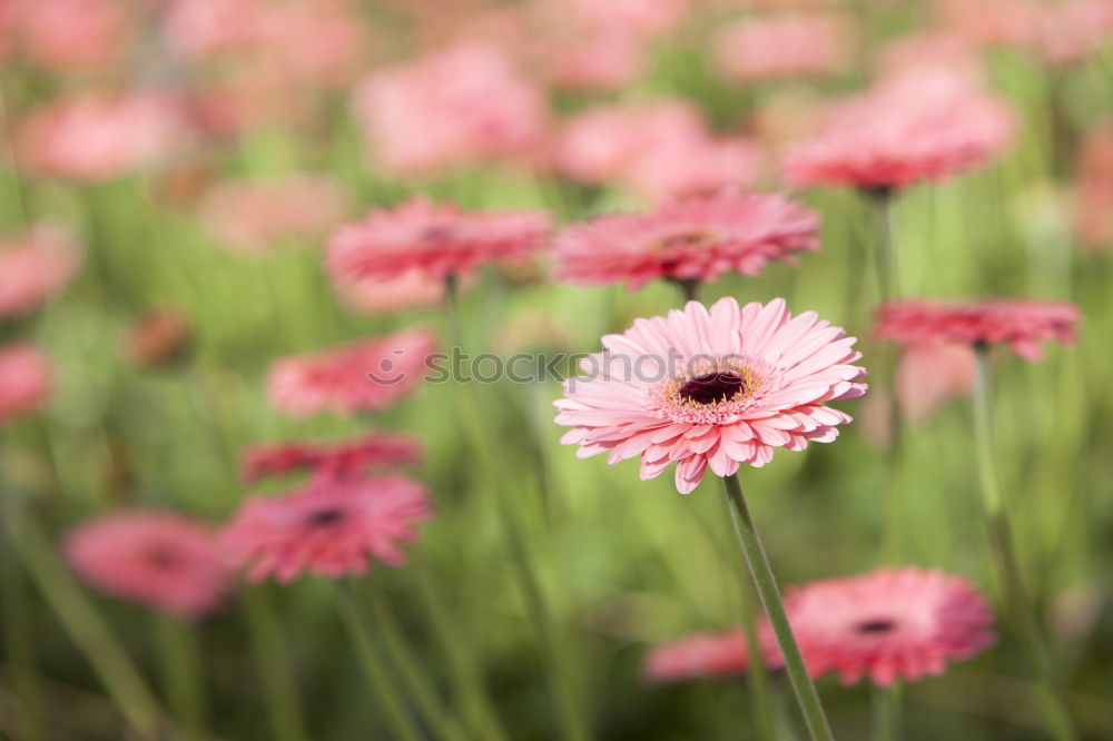 Similar – Image, Stock Photo Ostrich (colorful) Nature