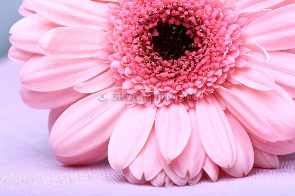 Similar – Image, Stock Photo Pastel pink flowers frame