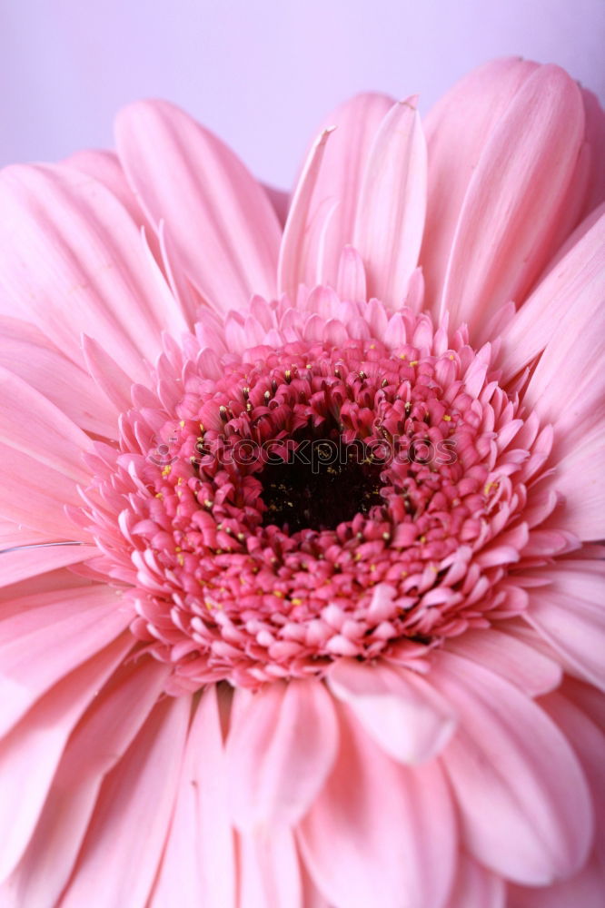 Similar – Rosa Blüte Frühling rosa